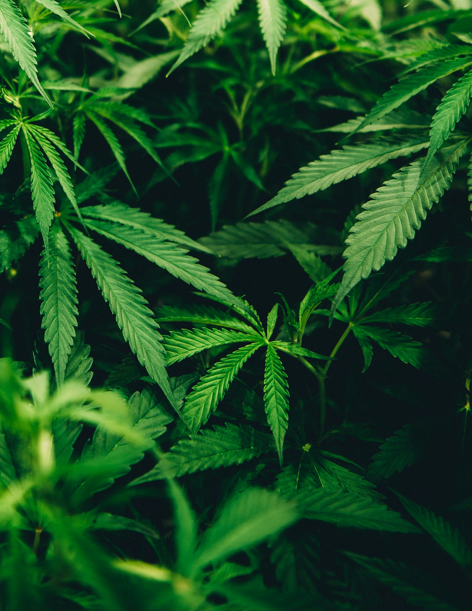 Medicinal Cannabis